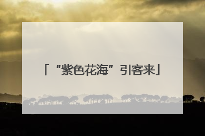 “紫色花海”引客来