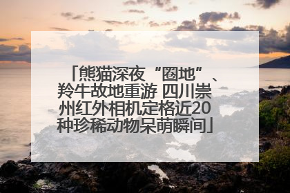 熊猫深夜“圈地”、羚牛故地重游 四川崇州红外相机定格近20种珍稀动物呆萌瞬间