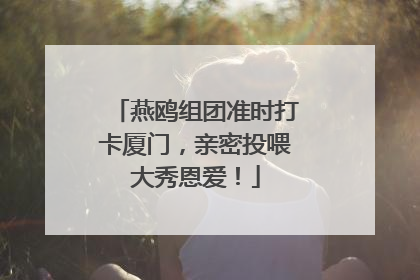 燕鸥组团准时打卡厦门，亲密投喂大秀恩爱！