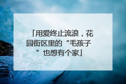 用爱终止流浪，花园街区里的“毛孩子”也想有个家