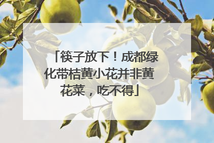 筷子放下！成都绿化带桔黄小花并非黄花菜，吃不得