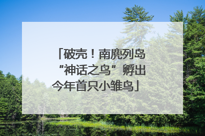 破壳！南麂列岛“神话之鸟”孵出今年首只小雏鸟