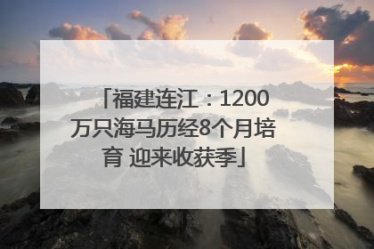 福建连江：1200万只海马历经8个月培育 迎来收获季