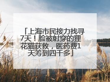 上海市民接力找寻7天！脸被射穿的狸花猫获救，医药费1天筹到四千多