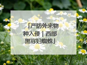 严防外来物种入侵｜西部黑寡妇蜘蛛
