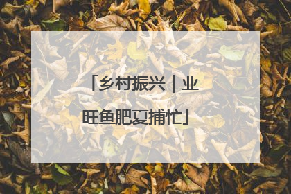 乡村振兴｜业旺鱼肥夏捕忙