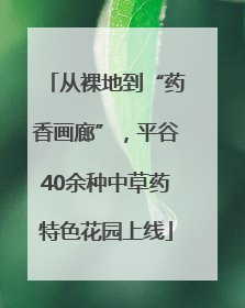 从裸地到“药香画廊”，平谷40余种中草药特色花园上线