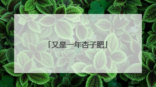 又是一年杏子肥