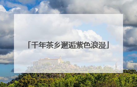 千年茶乡邂逅紫色浪漫
