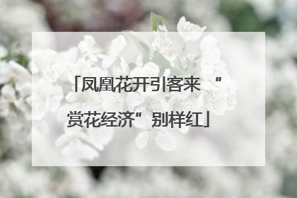 凤凰花开引客来 “赏花经济”别样红