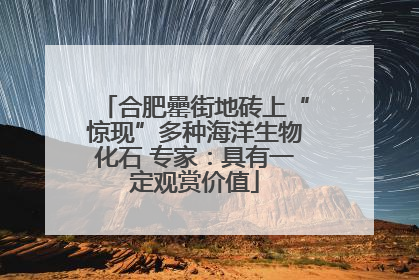 合肥罍街地砖上“惊现”多种海洋生物化石 专家：具有一定观赏价值
