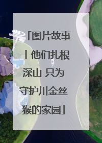 图片故事丨他们扎根深山 只为守护川金丝猴的家园