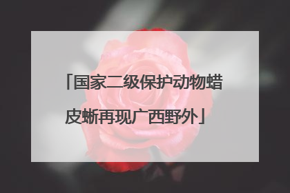 国家二级保护动物蜡皮蜥再现广西野外