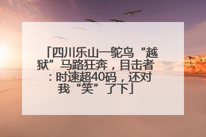 四川乐山一鸵鸟“越狱”马路狂奔，目击者：时速超40码，还对我“笑”了下