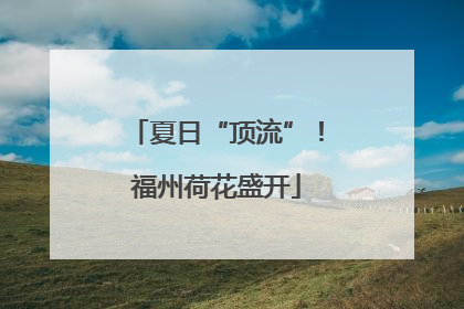 夏日“顶流”！福州荷花盛开