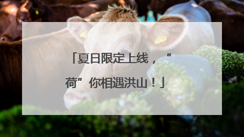 夏日限定上线，“荷”你相遇洪山！