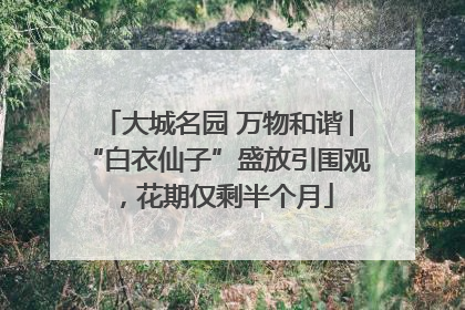 大城名园 万物和谐│“白衣仙子”盛放引围观，花期仅剩半个月