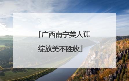 广西南宁美人蕉绽放美不胜收