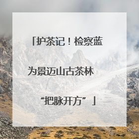 护茶记！检察蓝为景迈山古茶林 “把脉开方”