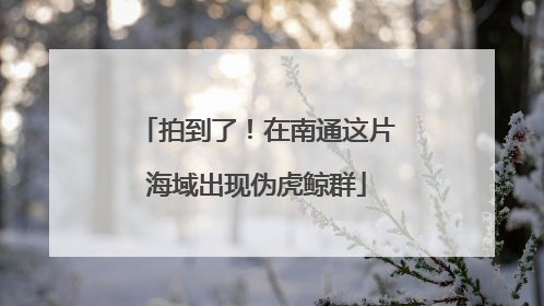 拍到了！在南通这片海域出现伪虎鲸群