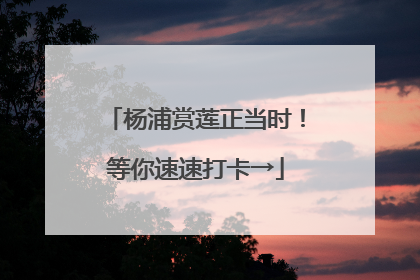 杨浦赏莲正当时！等你速速打卡→