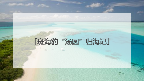 斑海豹“汤圆”归海记