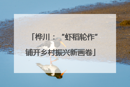桦川：“虾稻轮作”铺开乡村振兴新画卷