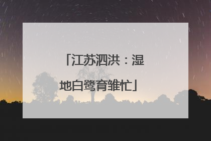 江苏泗洪：湿地白鹭育雏忙