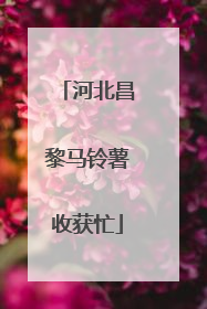 河北昌黎马铃薯收获忙