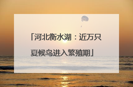 河北衡水湖：近万只夏候鸟进入繁殖期