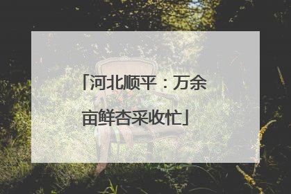 河北顺平：万余亩鲜杏采收忙