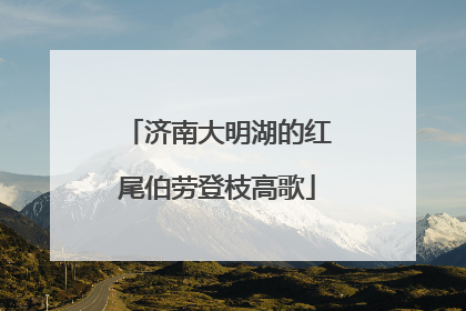 济南大明湖的红尾伯劳登枝高歌
