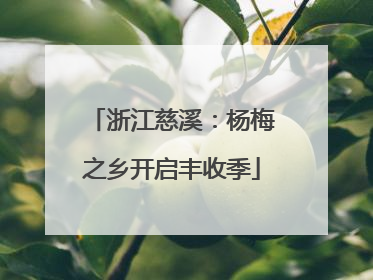 浙江慈溪：杨梅之乡开启丰收季