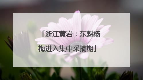 浙江黄岩：东魁杨梅进入集中采摘期