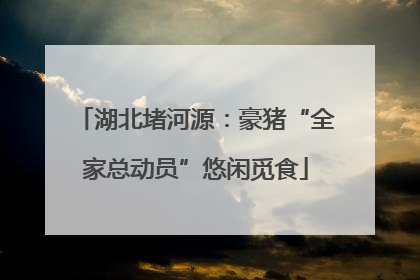 湖北堵河源：豪猪“全家总动员”悠闲觅食