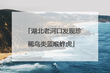 湖北老河口发现珍稀鸟类蓝喉蜂虎