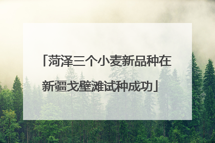 菏泽三个小麦新品种在新疆戈壁滩试种成功