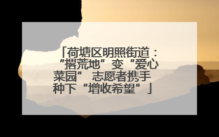 荷塘区明照街道：“撂荒地”变“爱心菜园” 志愿者携手种下“增收希望”