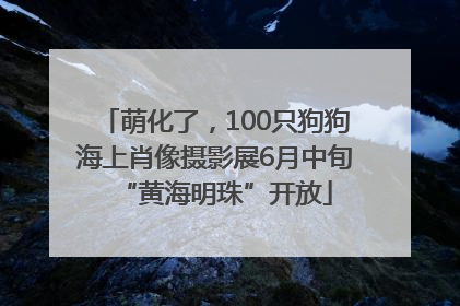 萌化了，100只狗狗海上肖像摄影展6月中旬“黄海明珠”开放