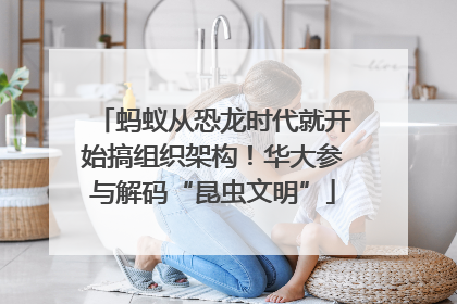 蚂蚁从恐龙时代就开始搞组织架构！华大参与解码“昆虫文明”