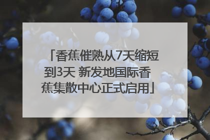 香蕉催熟从7天缩短到3天 新发地国际香蕉集散中心正式启用
