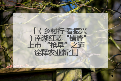 （乡村行·看振兴）南湖红菱“错峰”上市 “抢早”之道诠释农业新生