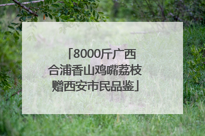 8000斤广西合浦香山鸡嘴荔枝赠西安市民品鉴